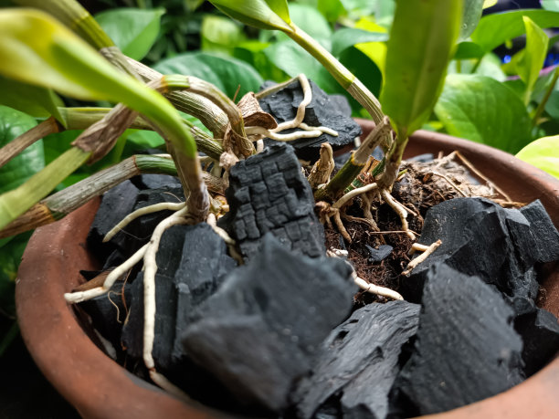 木炭和根图片下载