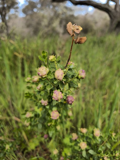 山间植物图片下载