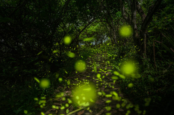 晚上，萤火虫在山间的小径上飞来飞去。图片下载