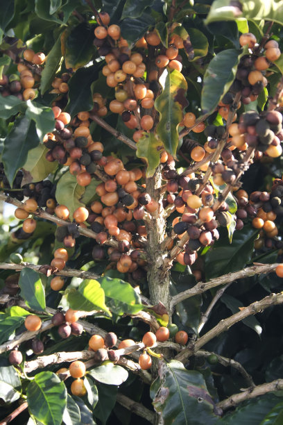 巴西的咖啡种植园图片下载