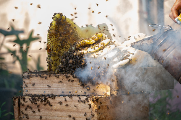 养蜂人在检查蜜蜂或在蜂巢周围工作时，用烟熏来使蜜蜂安静下来。图片下载