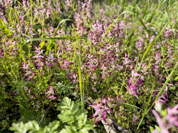 草地上开着紫色的野花图片下载