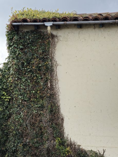 墙上的藤蔓图片下载