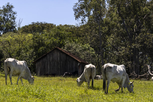 肉牛农场牧场上的一群瘤牛图片下载