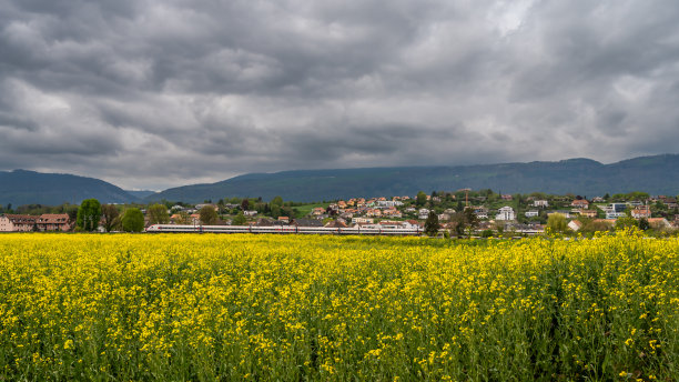 火车在春天穿过油菜地。火车，黄色的花和瑞士的房子。图片下载