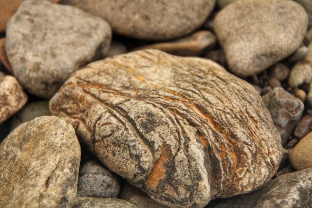 河岸的花、树、灌木和花蕾。图片下载