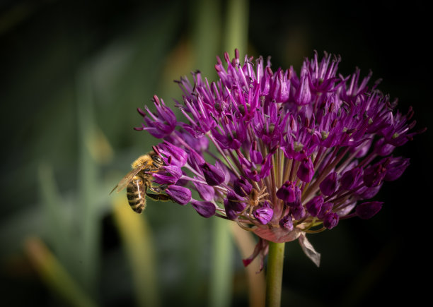 蜜蜂在花上工作，蜜自然图片下载