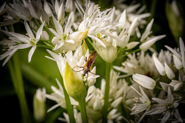 花宏中的Bug图片下载