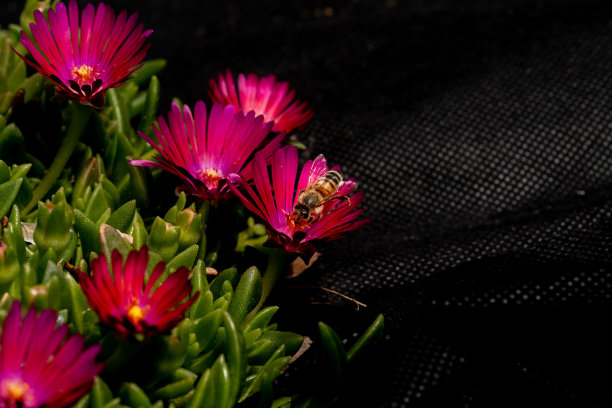 蜜蜂在花上工作，蜂蜜自然野生动物奥地利嘉年华图片下载