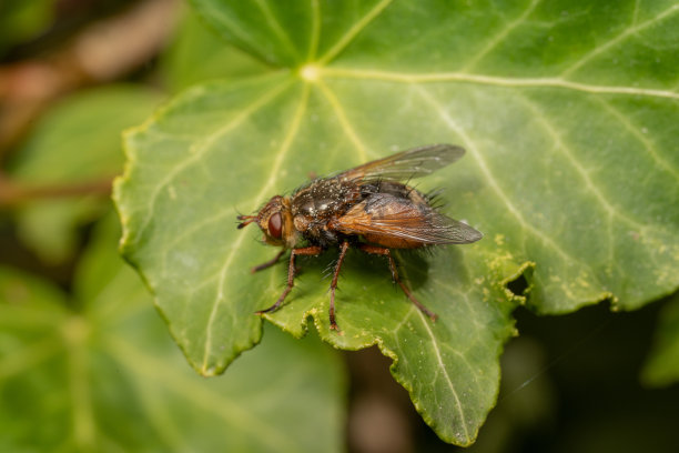 飞在树叶上的自然野生动物图片下载