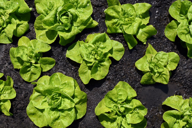 青生菜沙拉图片下载