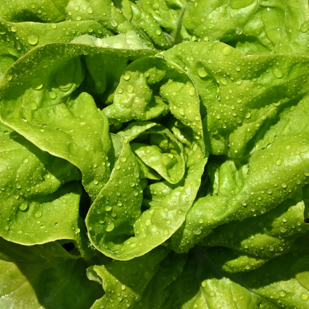 青生菜沙拉图片下载