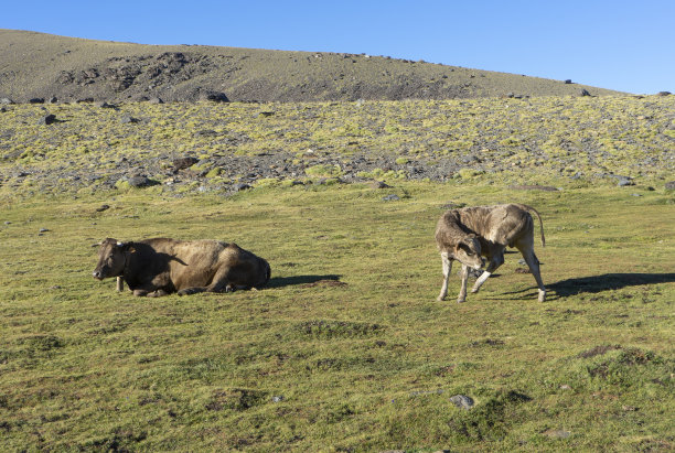 奶牛在美丽的草地上的照片图片下载