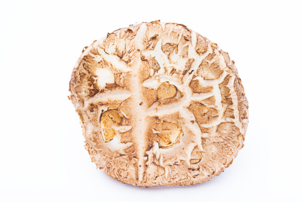 白色背景上分离的新鲜香菇。图片下载