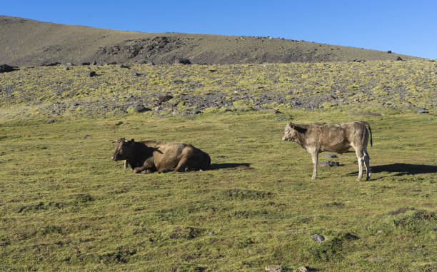 奶牛在美丽的草地上的照片图片下载