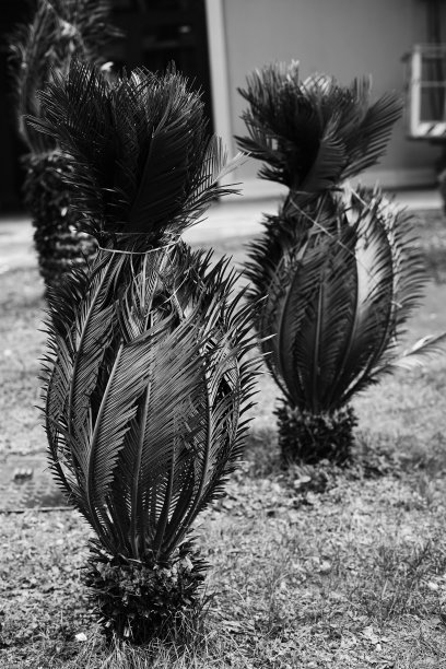街道上的棕榈树的黑白照片，树叶用绳子聚集在一起。巴统，格鲁吉亚，2023年2月图片下载