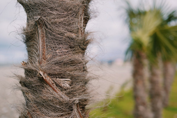 多毛的棕榈树树皮特写。巴统，格鲁吉亚，2023年2月图片下载