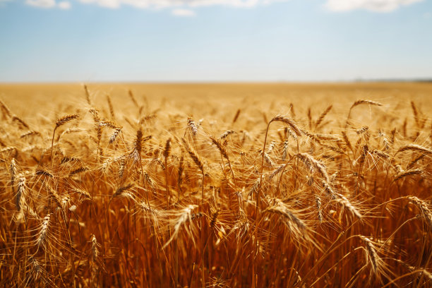 金色的小麦在阳光下成熟，蓝天白云图片下载