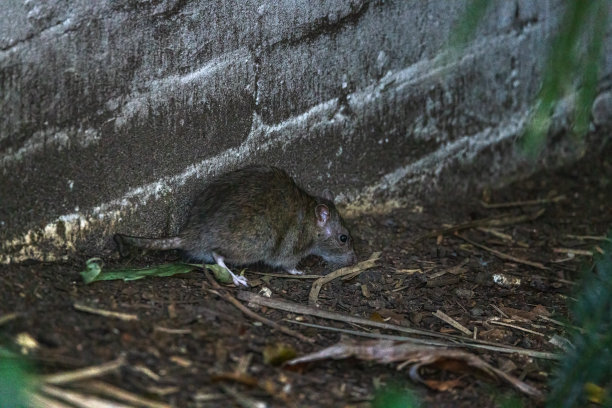 墙边的老鼠图片下载