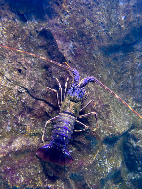 五颜六色的多刺龙虾坐在水族馆的石头上图片下载