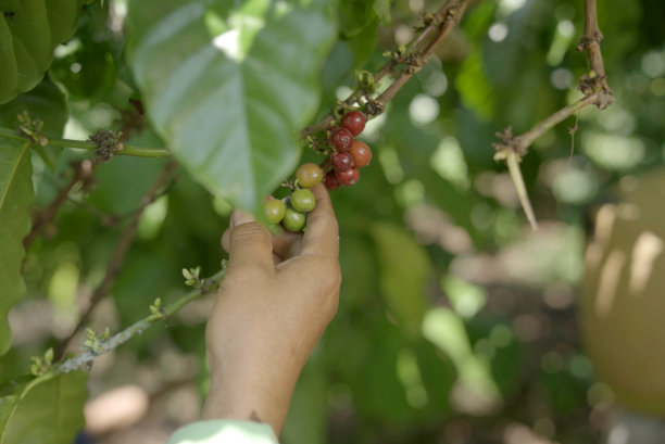 农夫的手在树上摘咖啡樱桃。图片下载