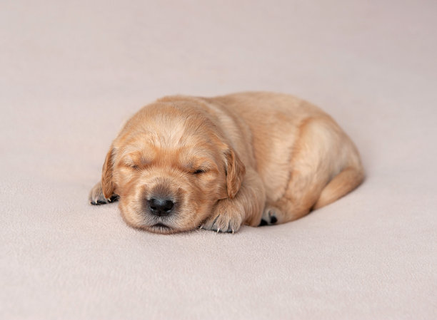 小狗睡觉图片下载