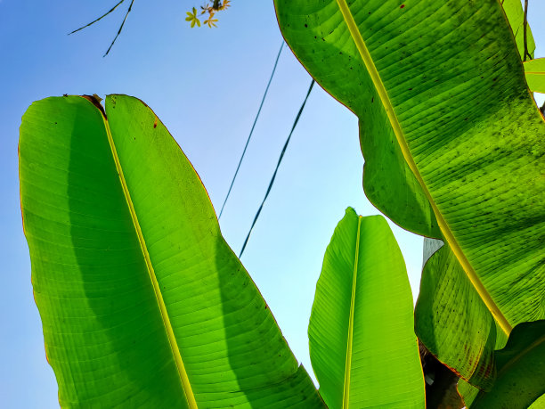 叶的背景图片下载