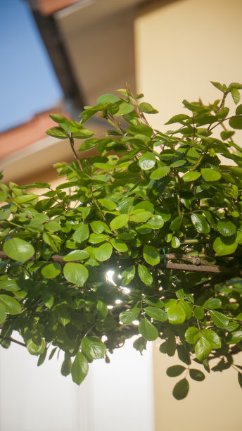 一所乡村房屋里的攀缘植物图片下载