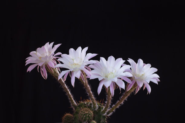 美丽的仙人掌花在黑色的背景图片下载