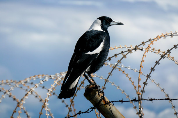 警惕的喜鹊图片下载