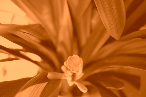 抽象橙色的花和叶图片下载