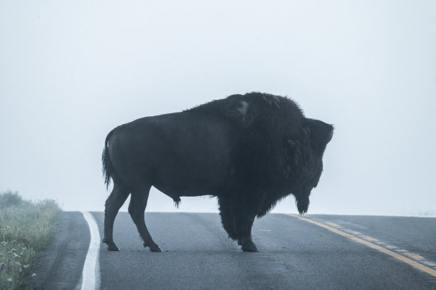 大雾清晨，一头雄性大野牛站在马路上图片下载