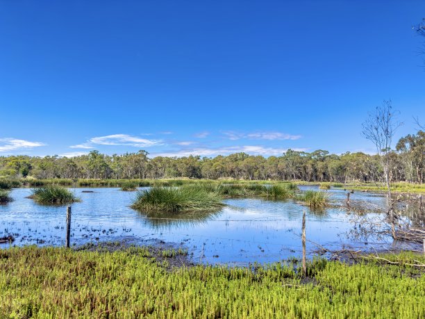 美化的沼泽地图片下载