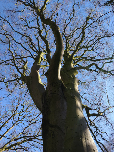 老山毛榉图片下载