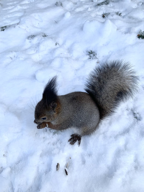 在圣彼得堡Elagin岛的一个公园里，一只灰色和红色的松鼠用后腿站在雪地上吃葵花籽。图片下载