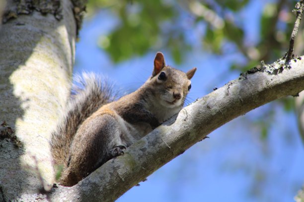 一只松鼠在树上闲逛图片下载