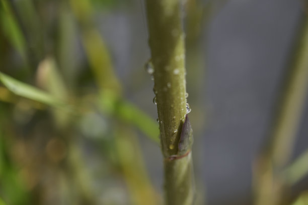 水滴落在竹子上图片下载