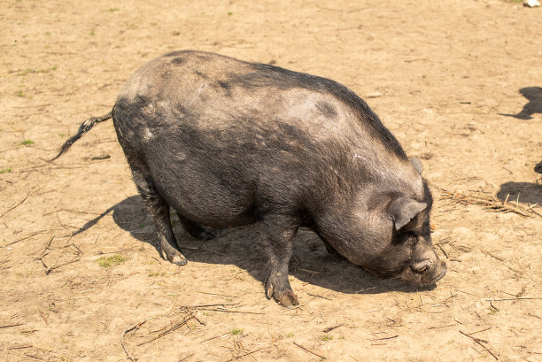 长着獠牙的成年黑猪在自由放牧。图片下载