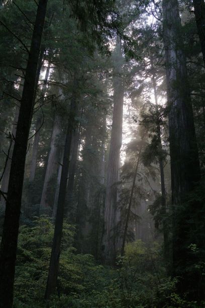 有一条绿色的小路穿过森林和一些高大的树木图片下载