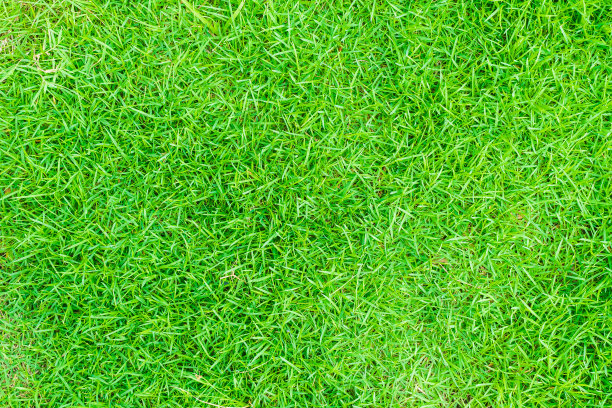 绿草纹理背景亮草花园顶视图创意概念用于制作绿色背景，草坪用于训练足球场，草地高尔夫球场绿色草坪图案纹理背景。图片下载