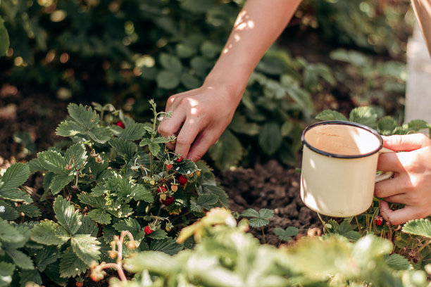 夏天的一天，孩子们在花园里用瓷杯摘草莓的特写。夏天,收获,环保,可持续发展的概念图片下载