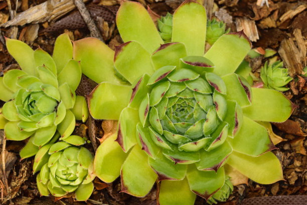 花园四弦琴生长在地面附近，墙纸图片下载