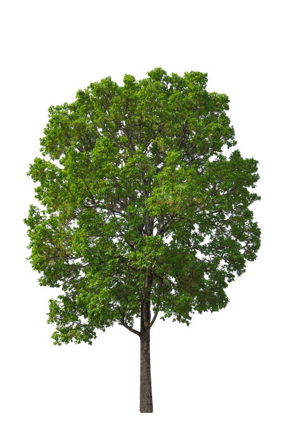 收集绿树图片下载