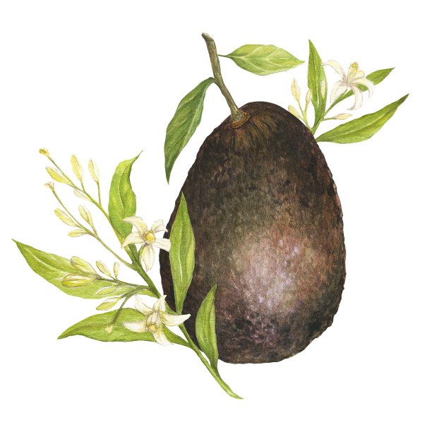 水彩植物插图鳄梨花和叶子，孤立的图片下载