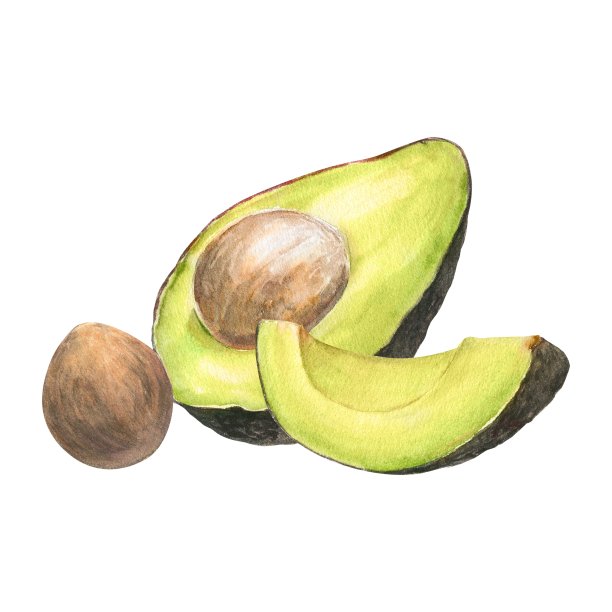 水彩植物插图鳄梨的鱼叉和切鳄梨与坑，孤立图片下载