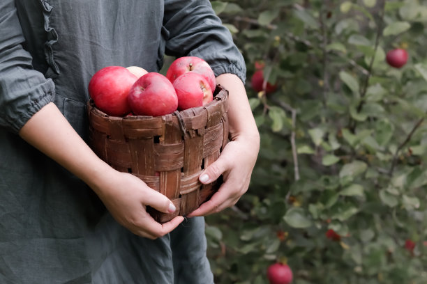 农业的概念，园艺，收获一位妇女在秋天的花园里用柳条篮子收集苹果图片下载