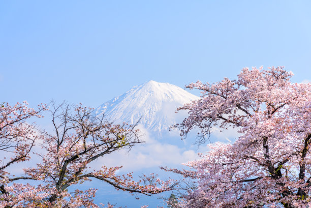 富士山樱花盛开，是日本最著名的火山山。图片下载