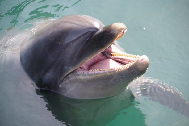 宽吻海豚图片下载