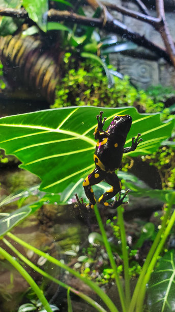 玻璃上的青蛙图片下载