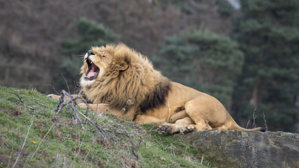 雄狮咆哮图片下载